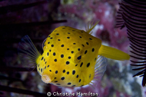 Boxfish by Christine Hamilton 
